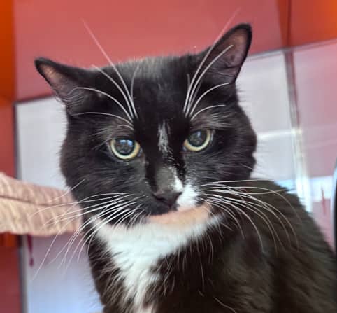 BABY BEAR - Domestic Medium Hair cat available for adoption at AARCS in Calgary (1 of 5)