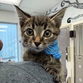 BAM BAM - Domestic Medium Hair available for adoption