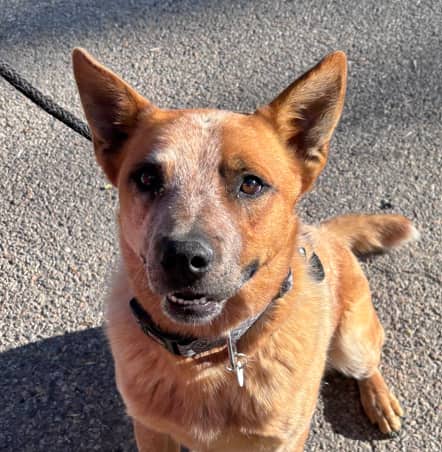 BINGO - American Blue Heeler Mixed available for adoption in Alberta