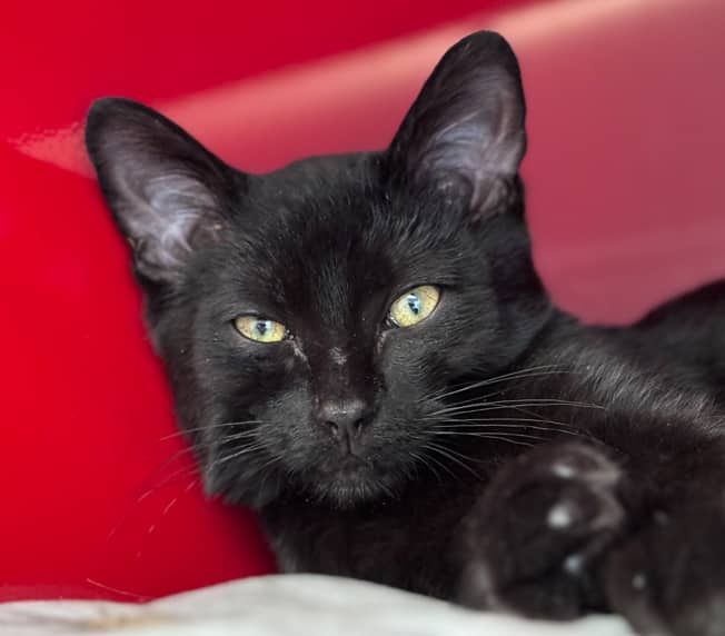 BJORN - Domestic Short Hair cat available for adoption in Alberta