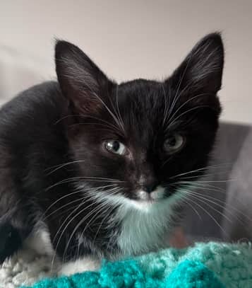 BOBBY - Domestic Short Hair cat available for adoption at AARCS in Calgary (1 of 5)