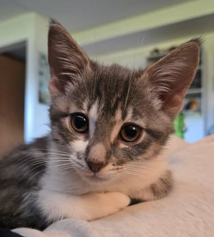 BOOTSIE - Domestic Short Hair cat available for adoption at AARCS in Calgary (1 of 6)