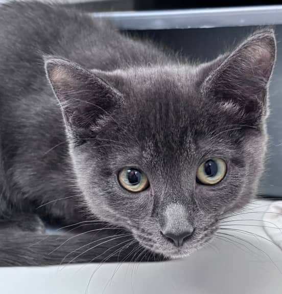 BRAMBLE - Domestic Short Hair cat available for adoption at AARCS in Calgary (1 of 4)