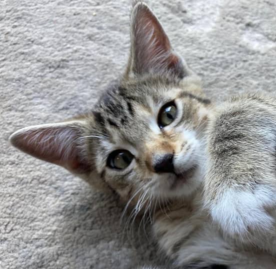BROOKS - Domestic Short Hair cat available for adoption at AARCS in Calgary (1 of 5)