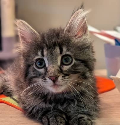 BROWN SUGAR - Domestic Long Hair cat available for adoption at AARCS in Calgary (1 of 6)