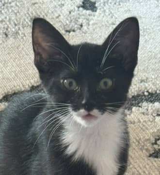 BUCK - Domestic Short Hair cat available for adoption at AARCS in Calgary (1 of 4)