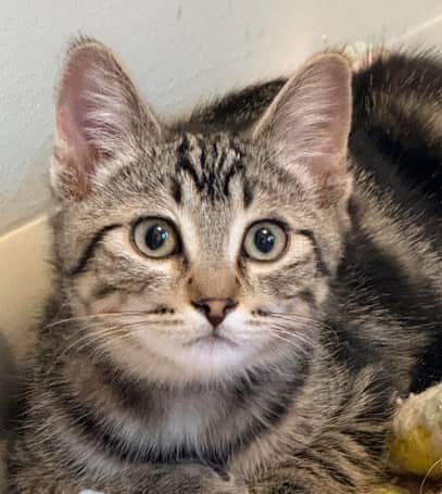 BYRON - Domestic Short Hair cat available for adoption at AARCS in Calgary (1 of 2)