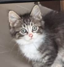 CALISTA - Domestic Short Hair cat available for adoption at AARCS in Calgary (1 of 5)