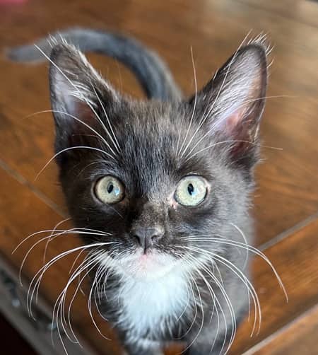 CAPRIOLE - Domestic Short Hair cat available for adoption at AARCS in Calgary (1 of 6)