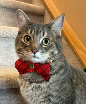 CASPER - Domestic Short Hair cat available for adoption at AARCS in Calgary (1 of 6)