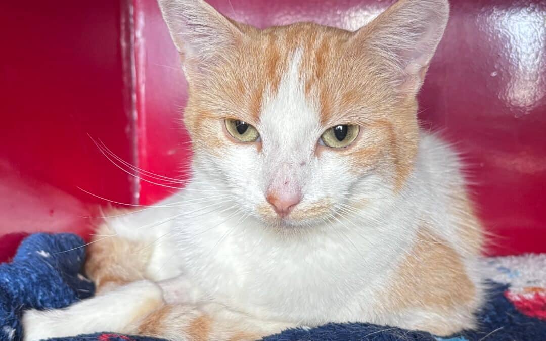 CENTURY - Domestic Short Hair cat available for adoption in Alberta