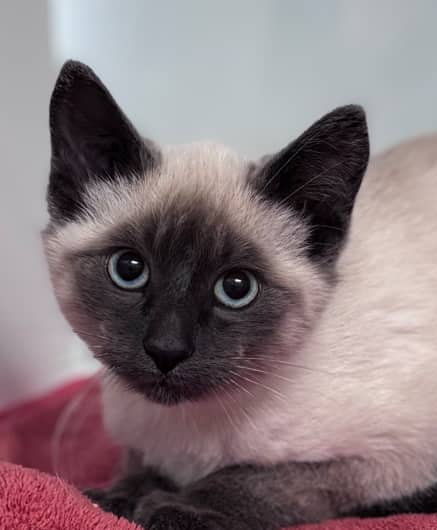 CHAI - Domestic Short Hair cat available for adoption at AARCS in Calgary (1 of 2)