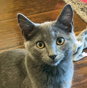 CHAT - Domestic Short Hair cat available for adoption in Alberta
