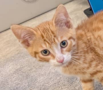 CLAUDE - Domestic Short Hair cat available for adoption at AARCS in Calgary (1 of 4)