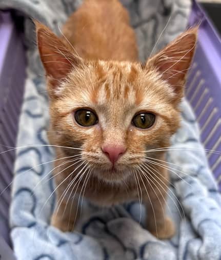 CONFETTI - Domestic Short Hair cat available for adoption at AARCS in Calgary (1 of 4)