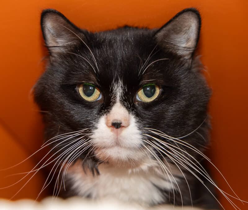 CUBBIE - Domestic Medium Hair cat available for adoption at AARCS in Calgary (1 of 3)