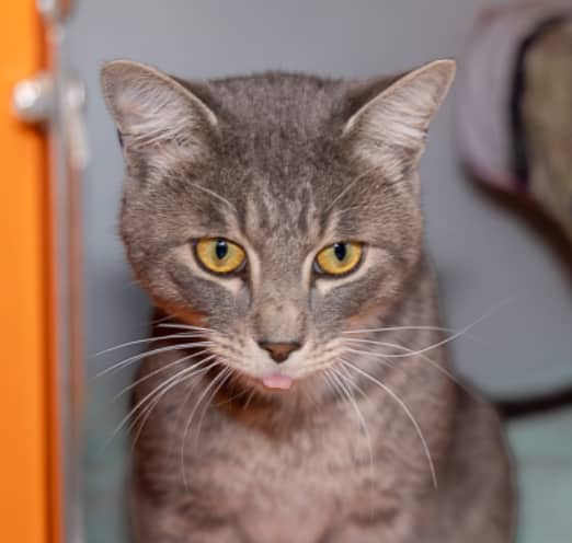 DAYTONA - Domestic Short Hair cat available for adoption at AARCS in Calgary (1 of 5)