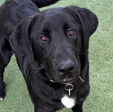 DOC - Labrador Retriever mixed available for adoption in Alberta