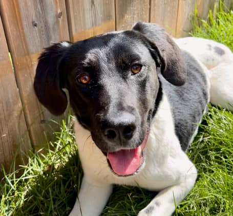DOLLY - Australian Cattle Dog Mixed available for adoption in Alberta
