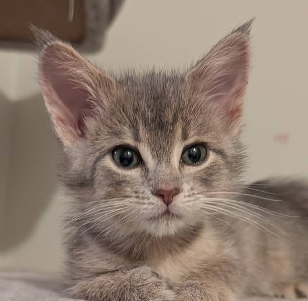 DOVE - Domestic Medium Hair cat available for adoption at AARCS in Calgary (1 of 3)