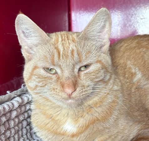 DYNASTY - Domestic Short Hair cat available for adoption in Alberta
