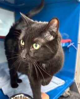 ELECTRIC - Domestic Short Hair available for adoption