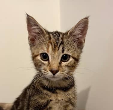 EPH - Domestic Short Hair cat available for adoption at AARCS in Calgary (1 of 4)