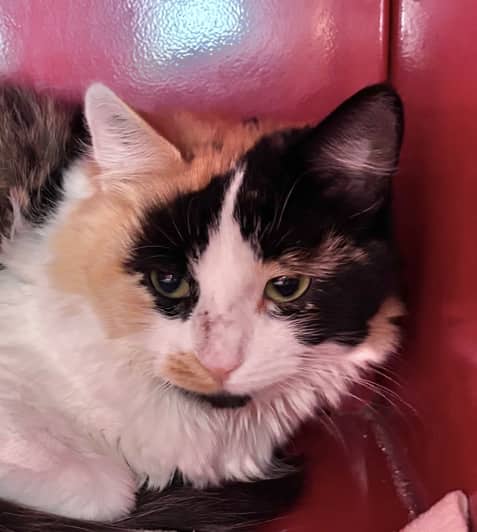 ERA - Domestic Medium Hair cat available for adoption in Alberta