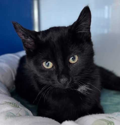 FABLE - Domestic Short Hair cat available for adoption at AARCS in Calgary (1 of 5)