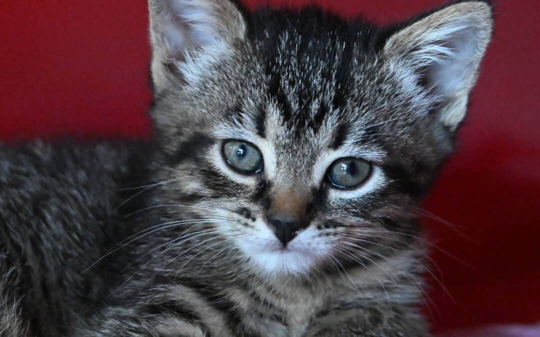 FERN - Domestic Short Hair cat available for adoption at AARCS in Calgary (1 of 4)