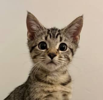 FET - Domestic Short Hair available for adoption