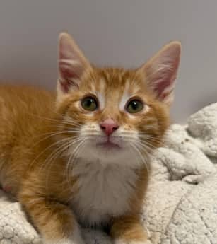 FRODO - Domestic Medium Hair cat available for adoption in Alberta