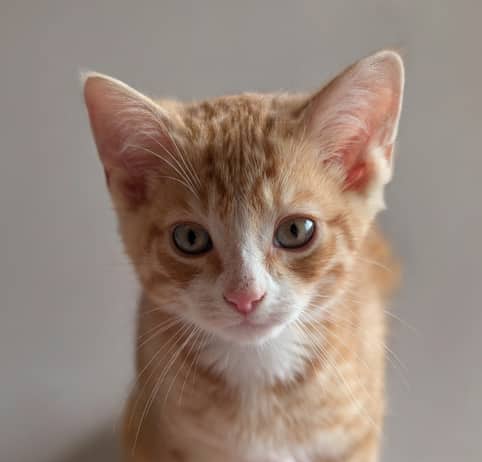 GEMINI - Domestic Short Hair cat available for adoption at AARCS in Calgary (1 of 5)