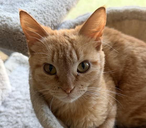 GIDGET - Domestic Short Hair cat available for adoption at AARCS in Calgary (1 of 6)