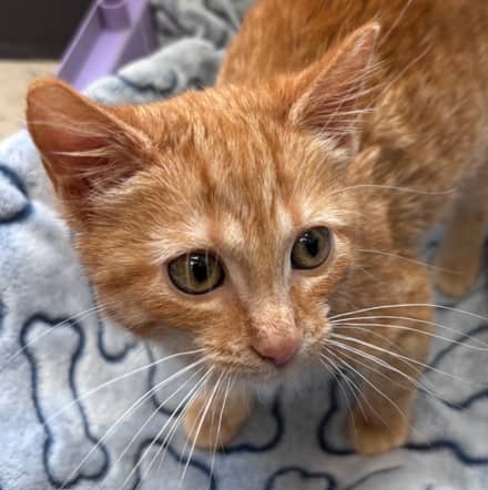 GLITTER - Domestic Short Hair cat available for adoption at AARCS in Calgary (1 of 6)