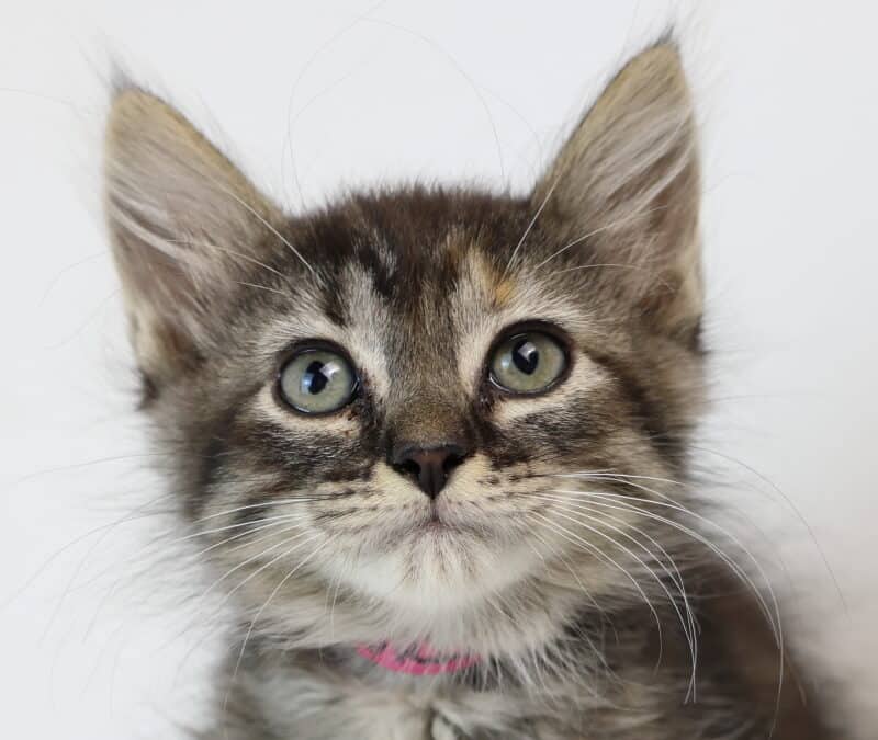 HENDRIX - Domestic Medium Hair cat available for adoption at AARCS in Calgary (1 of 6)