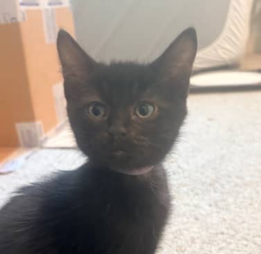 HENSLOW - Domestic Short Hair cat available for adoption at AARCS in Calgary (1 of 5)