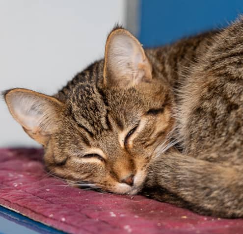 INSTINCT - Domestic Short Hair cat available for adoption at AARCS in Calgary (1 of 2)