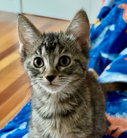 J-HOPE - Domestic Short Hair cat available for adoption at AARCS in Calgary (1 of 2)