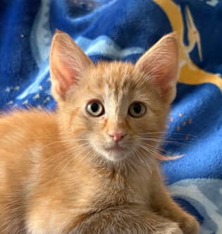 JK - Domestic Short Hair cat available for adoption at AARCS in Calgary