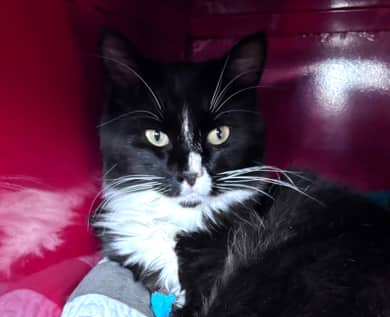 JAMES BOND - Domestic Medium Hair cat available for adoption at AARCS in Calgary (1 of 4)