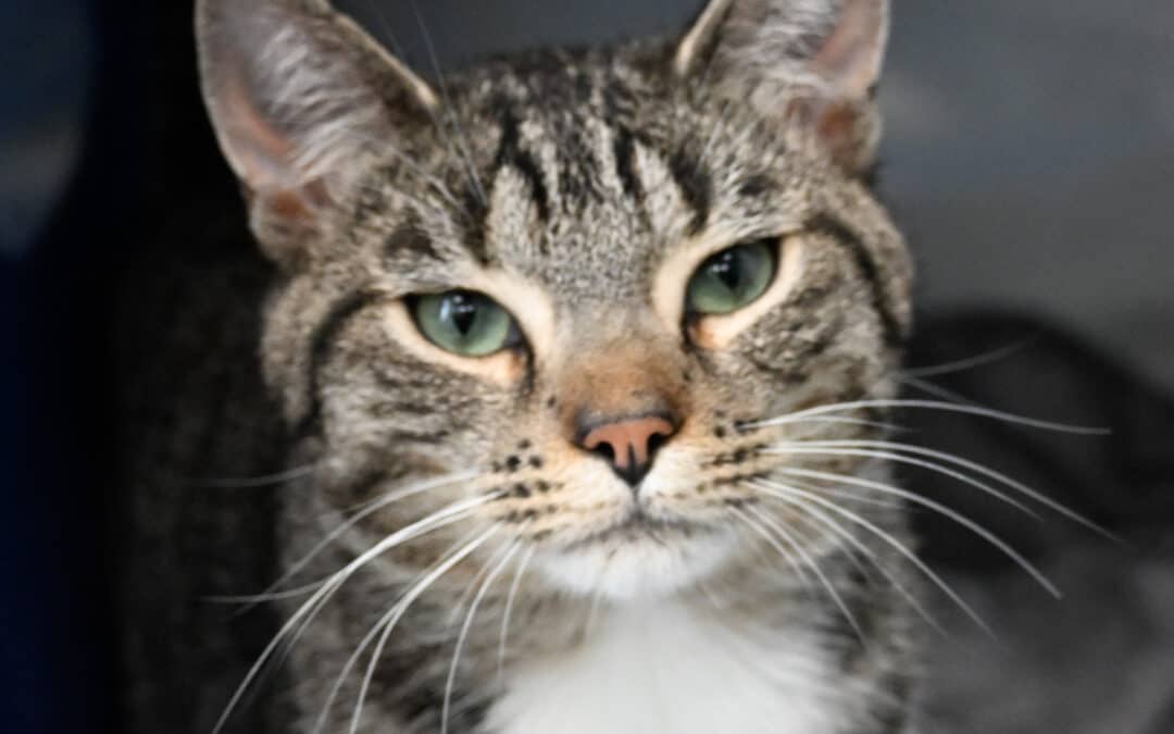 JASMINE - Domestic Short Hair cat available for adoption at AARCS in Calgary (1 of 6)