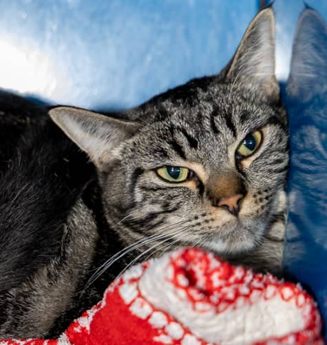 JAZZ - Domestic Short Hair cat available for adoption at AARCS in Calgary (1 of 3)