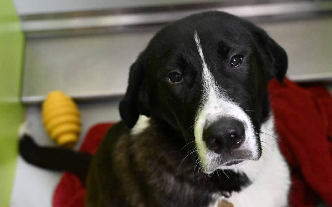 JEFF - Collie, Smooth Mixed available for adoption in Calgary