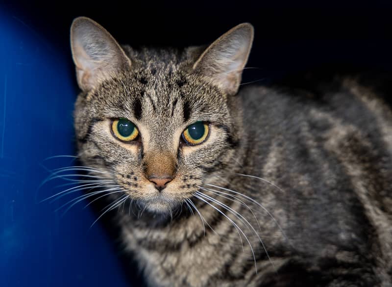 JESSIE - Domestic Short Hair cat available for adoption at AARCS in Okotoks (1 of 3)