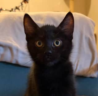 JIN - Domestic Short Hair available for adoption