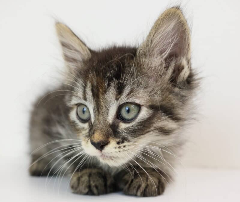 JOURNEY - Domestic Medium Hair cat available for adoption at AARCS in Calgary (1 of 5)
