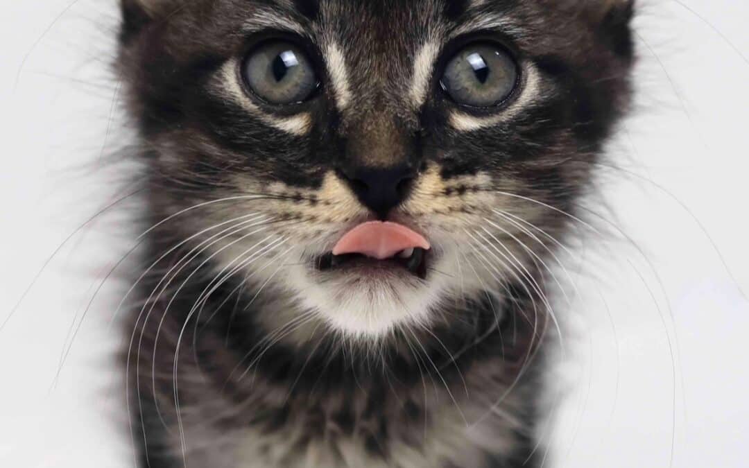 JOVI - Domestic Medium Hair cat available for adoption at AARCS in Calgary