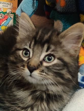 JUGHEAD - Domestic Long Hair cat available for adoption at AARCS in Calgary (1 of 6)