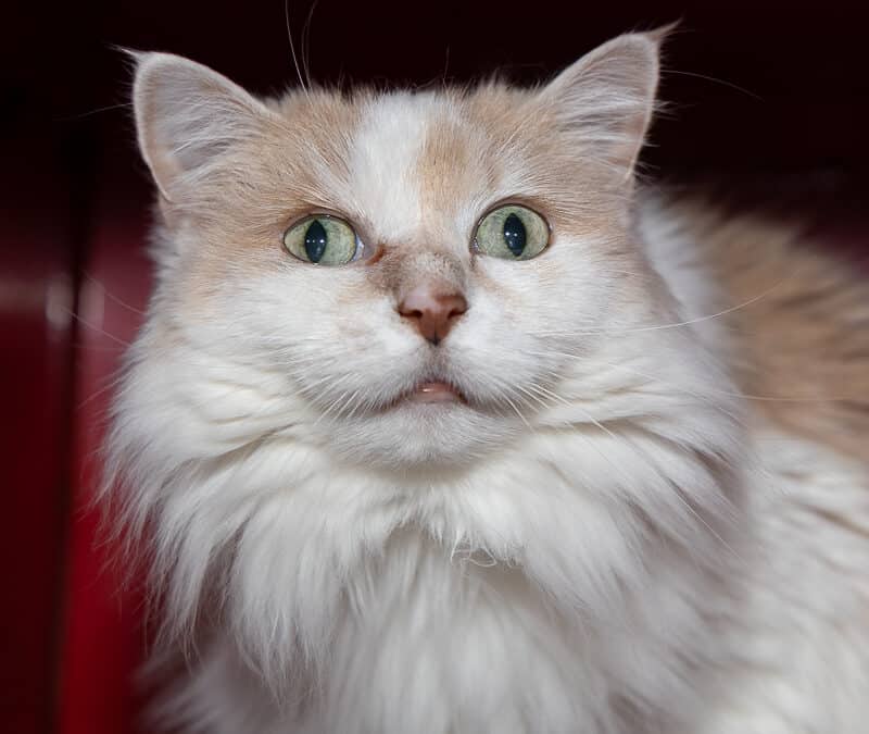 KARAMELO - Domestic Long Hair cat available for adoption at AARCS in Calgary (1 of 5)